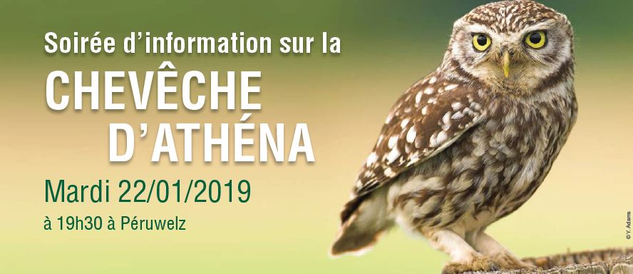 Soirée d’information sur la CHEVÊCHE  D’ATHÉNA