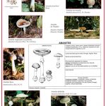 Mycologie (expo en prêt)