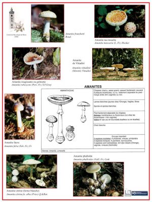 Mycologie (expo en prêt)