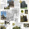 Année de l'Arbre (expo en prêt) – Image 2