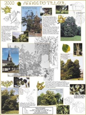 Année de l'Arbre (expo en prêt) – Image 2