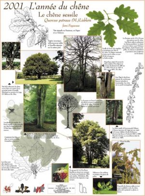 Année de l'Arbre (expo en prêt) – Image 3