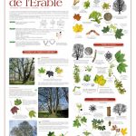Année de l'Arbre (expo en prêt)