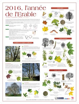 Année de l'Arbre (expo en prêt)