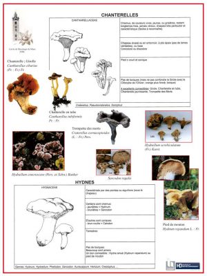 Mycologie (expo en prêt) – Image 3