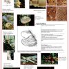 Mycologie (expo en prêt) – Image 4