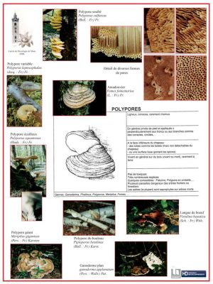 Mycologie (expo en prêt) – Image 4
