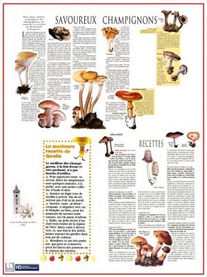 Mycologie (expo en prêt) – Image 5
