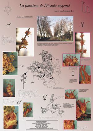 Floraison des arbres (expo en prêt)