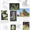 Floraison des arbres (expo en prêt) – Image 2
