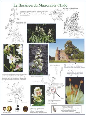 Floraison des arbres (expo en prêt) – Image 2