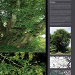 Les arbres remarquables (expo en prêt)