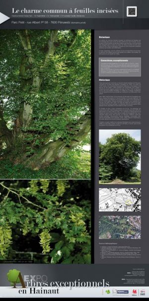 Les arbres remarquables (expo en prêt)
