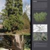 Les arbres remarquables (expo en prêt) – Image 2