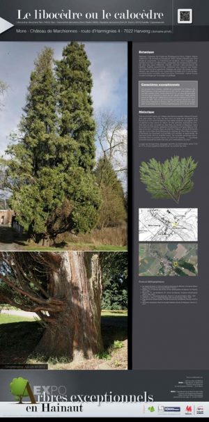 Les arbres remarquables (expo en prêt) – Image 2