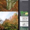 Les arbres remarquables (expo en prêt) – Image 3