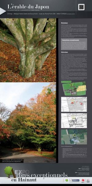 Les arbres remarquables (expo en prêt) – Image 3