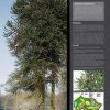 Les arbres remarquables (expo en prêt) – Image 4
