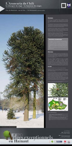 Les arbres remarquables (expo en prêt) – Image 4