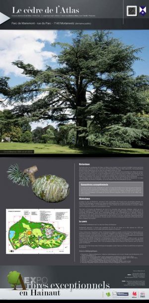 Les arbres remarquables (expo en prêt) – Image 5