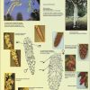 Floraison des arbres (expo en prêt) – Image 3