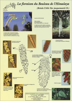Floraison des arbres (expo en prêt) – Image 3