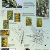 Floraison des arbres (expo en prêt) – Image 4