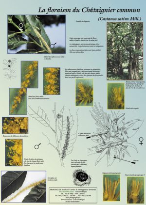 Floraison des arbres (expo en prêt) – Image 4