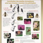 La pollinisation- (expo en prêt)