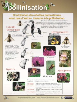 La pollinisation- (expo en prêt)