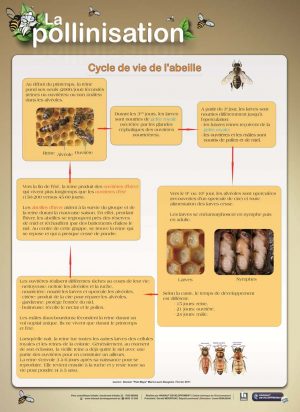 La pollinisation- (expo en prêt) – Image 2