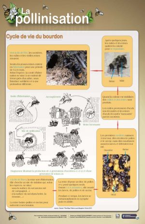 La pollinisation- (expo en prêt) – Image 3