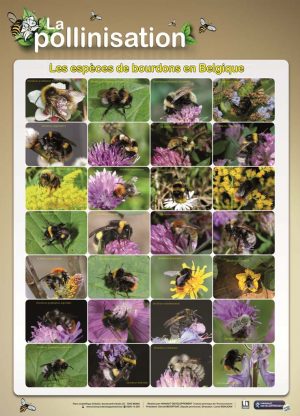 La pollinisation- (expo en prêt) – Image 4