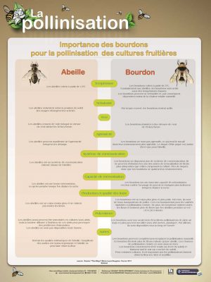 La pollinisation- (expo en prêt) – Image 5