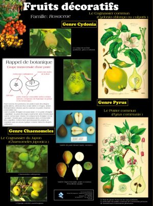 Les fruits (expo en prêt) – Image 2
