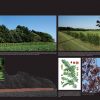 Les différents types de haies (expo en prêt) – Image 3