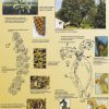 Floraison des arbres (expo en prêt) – Image 5