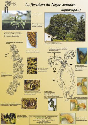 Floraison des arbres (expo en prêt) – Image 5