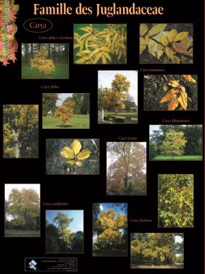Les couleurs automnales (expo en prêt) – Image 5