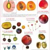 Les fruits (expo en prêt) – Image 5