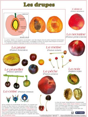 Les fruits (expo en prêt) – Image 5