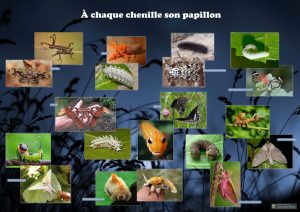 Les insectes (expo en prêt) – Image 2