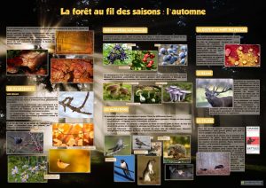 La forêt (expo en prêt) – Image 4