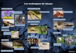 Les insectes (expo en prêt) – Image 4