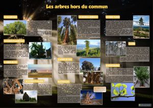 La forêt (expo en prêt) – Image 5