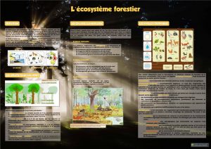 La forêt (expo en prêt)