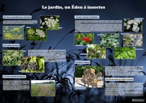 Les insectes (expo en prêt) – Image 5