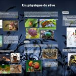 Les insectes (expo en prêt)