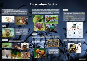 Les insectes (expo en prêt)