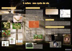 La forêt (expo en prêt) – Image 2